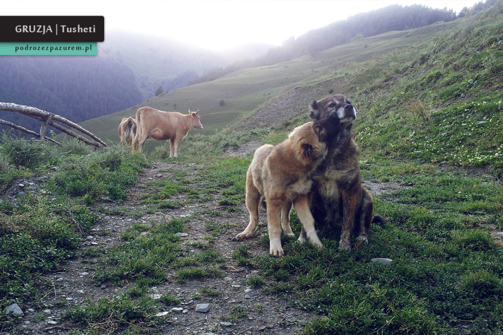 PSY Gruzja Tusheti