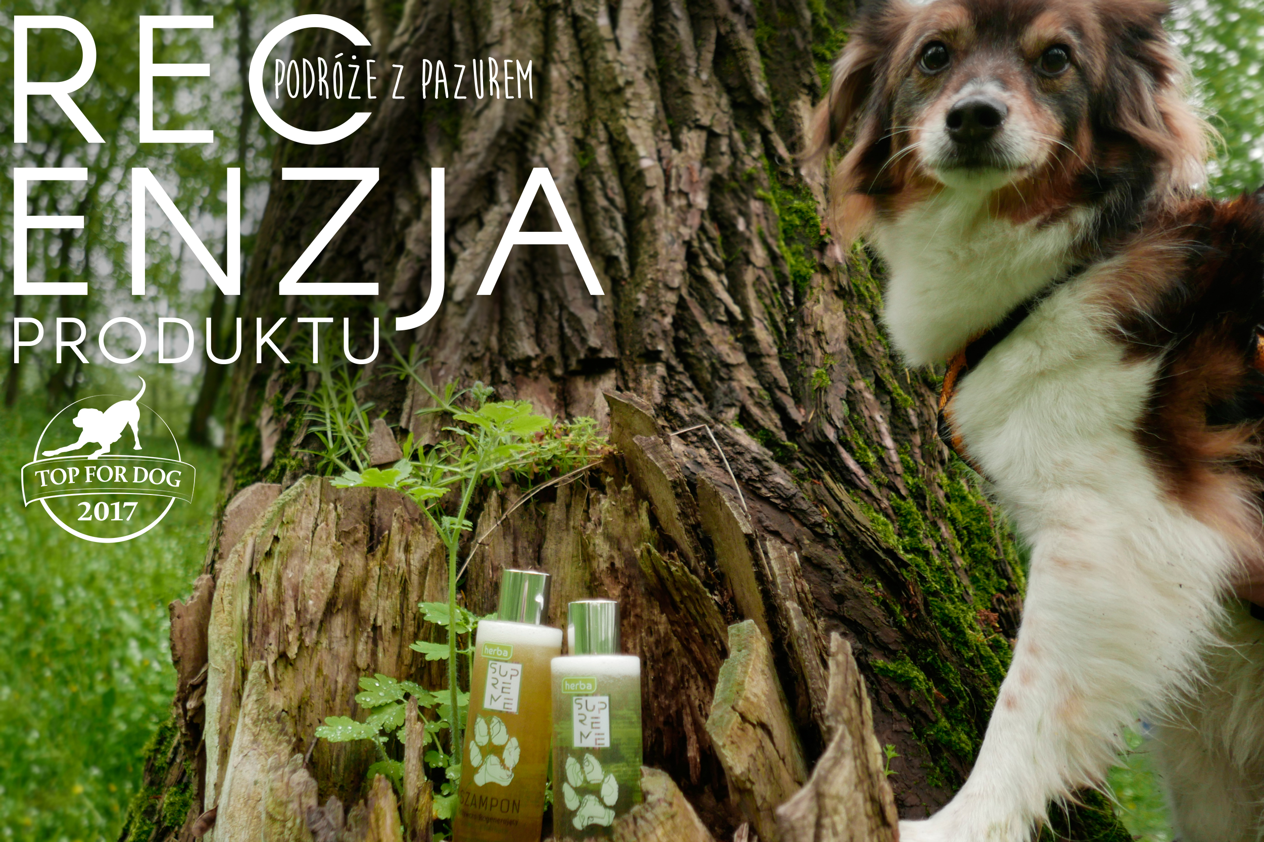 SZURU-BURU BURY BURKU – czyli recenzja szamponu dla psa Selecta Herba Supreme